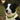 Tactical Reflective Dog Collar-Daltech Force