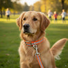 Tactical Reflective Dog Leash 1
