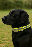 Tactical Center Ring Reflective Dog Collar