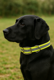 Tactical Center Ring Reflective Dog Collar