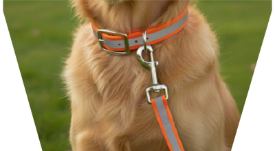 Dog Products