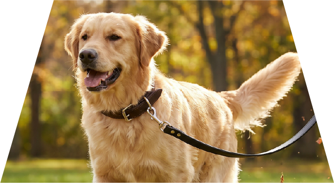 Dog Collar & Leashes